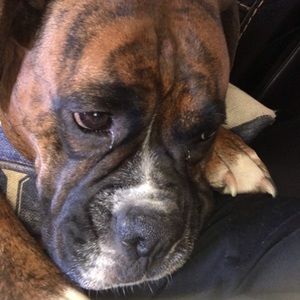 Meet your Posher, Peyton